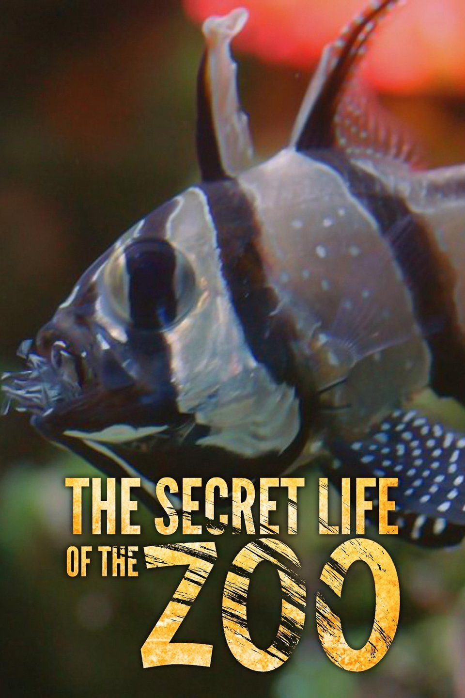 The Secret Life of the Zoo Dizi afişi